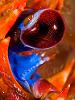 Galathea strigosa Eye